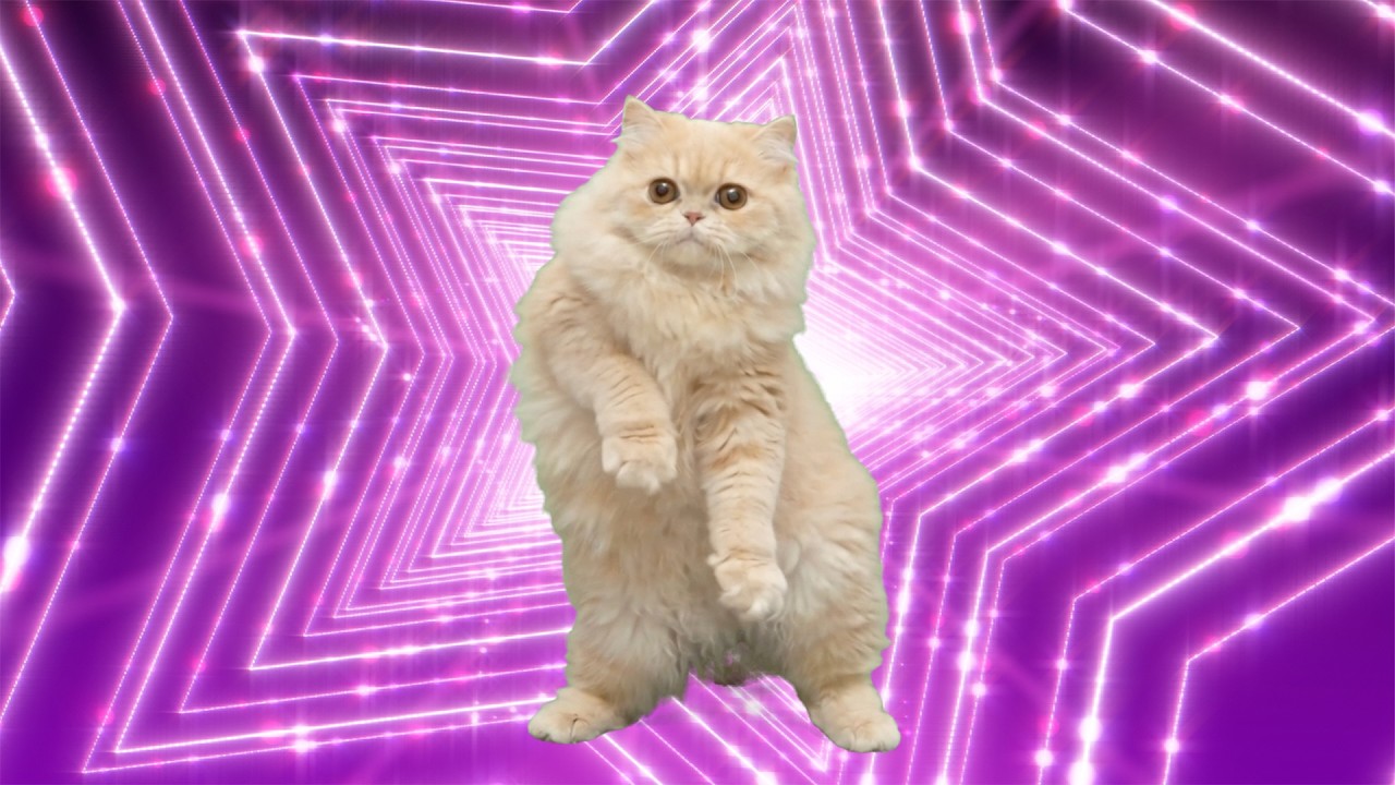 Disco Cat