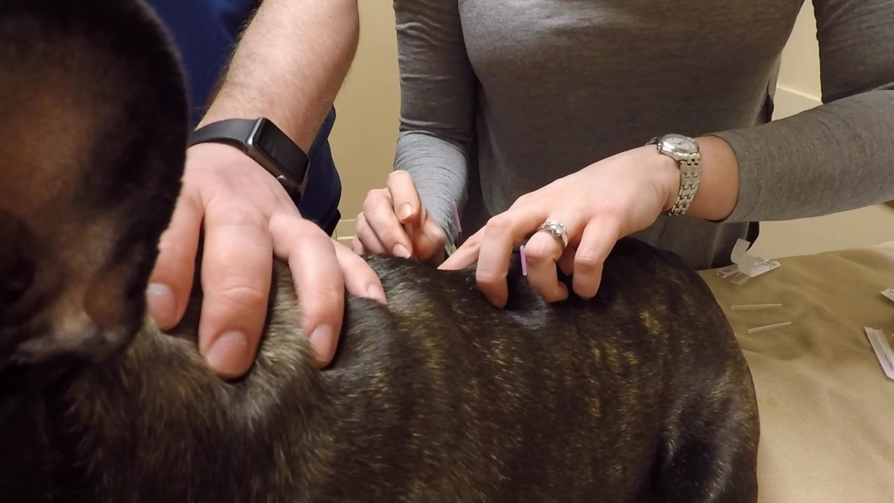 Cocoa's 4th acupuncture appt