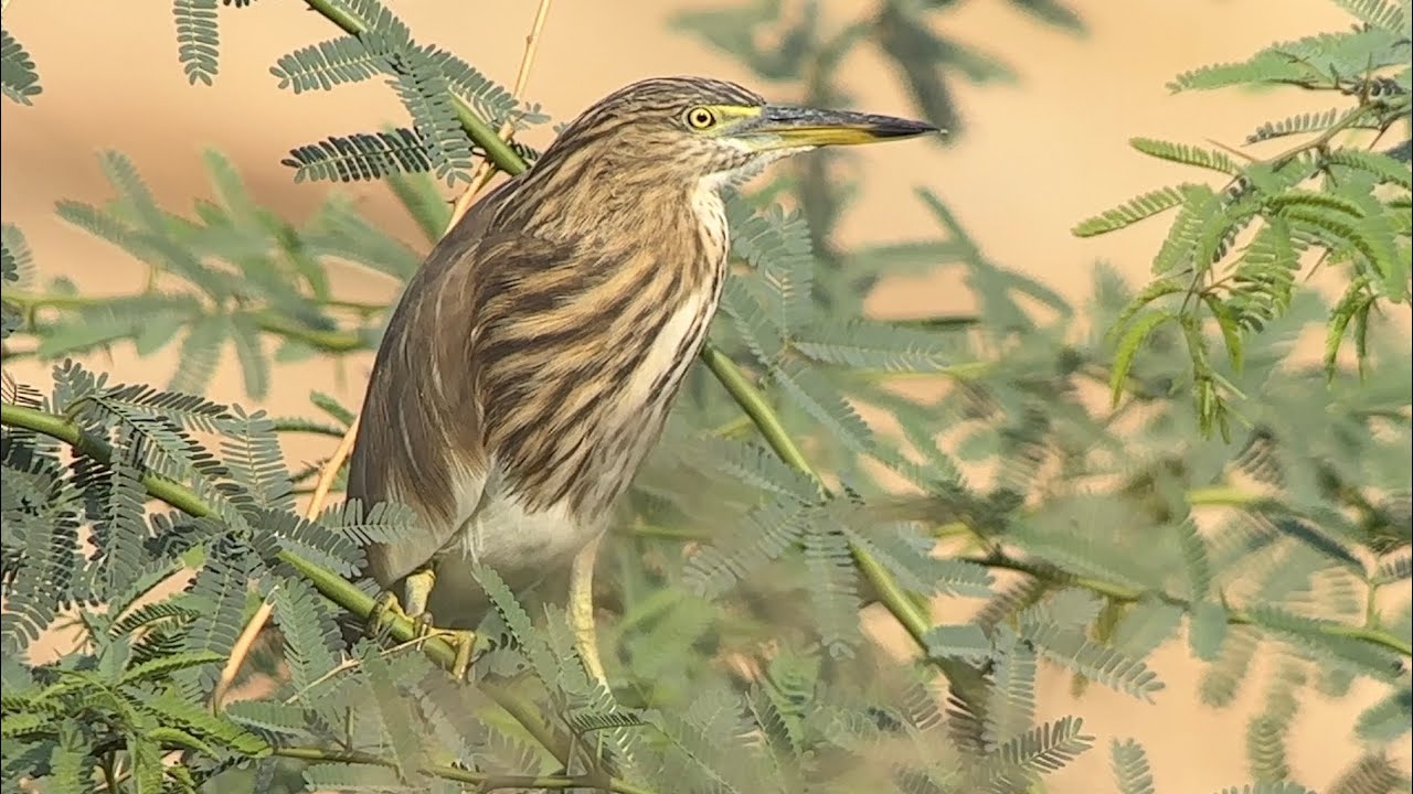 Crabier de Gray, Indien pond Heron, Ardeola grayii, Oman, Novembre 2025