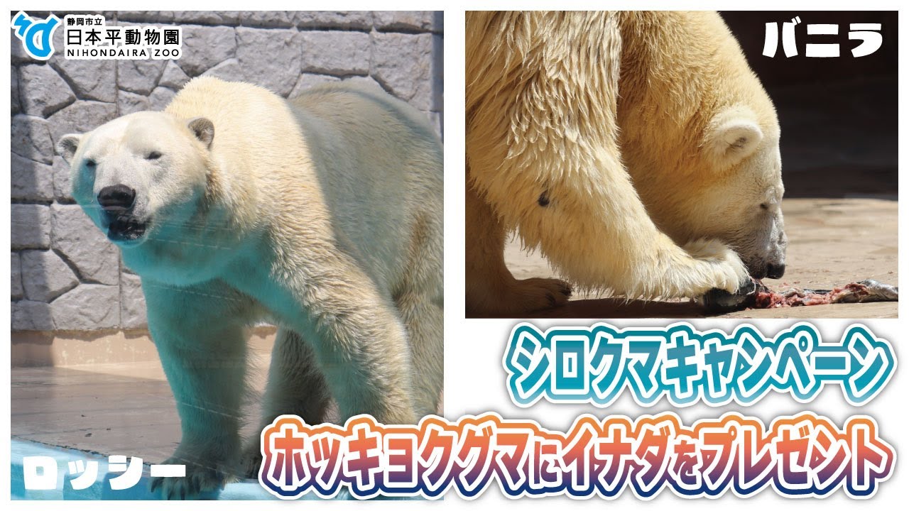 【夏の動物園まつり2025】ホッキョクグマにイナダをプレゼント！　#シロクマキャンペーン
