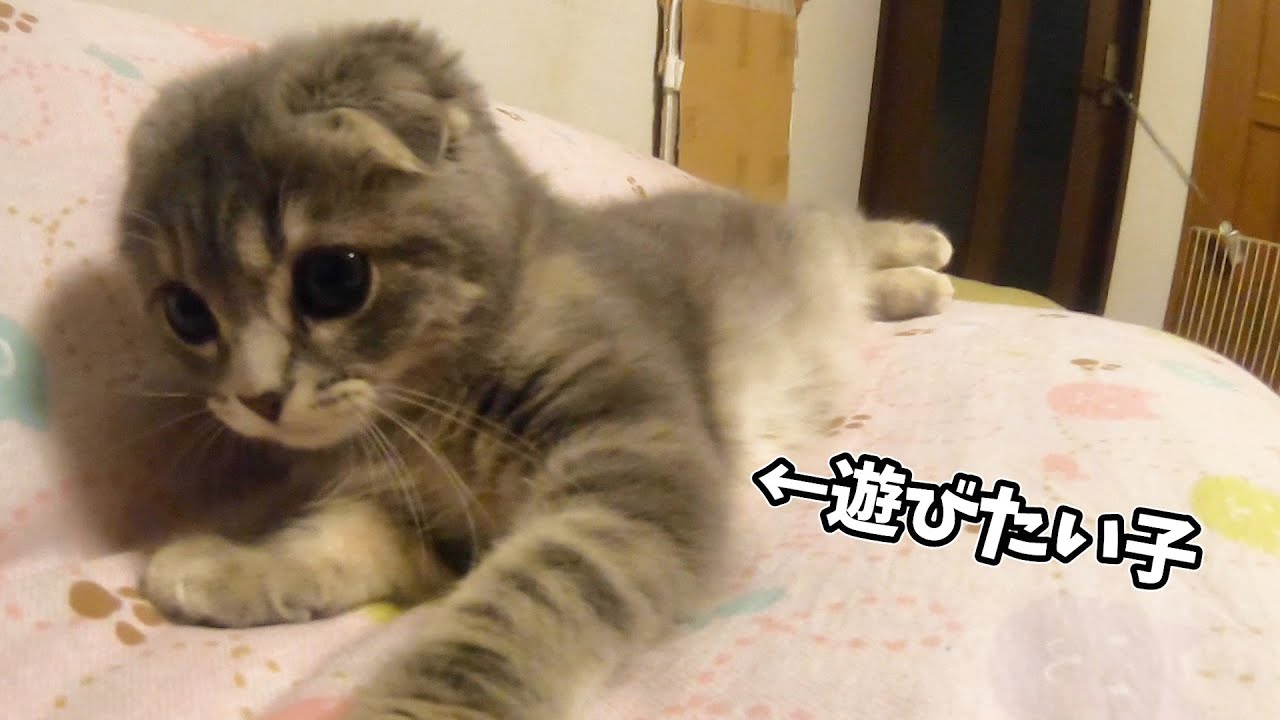 遊びたくて仕方ない子猫がかわいい…