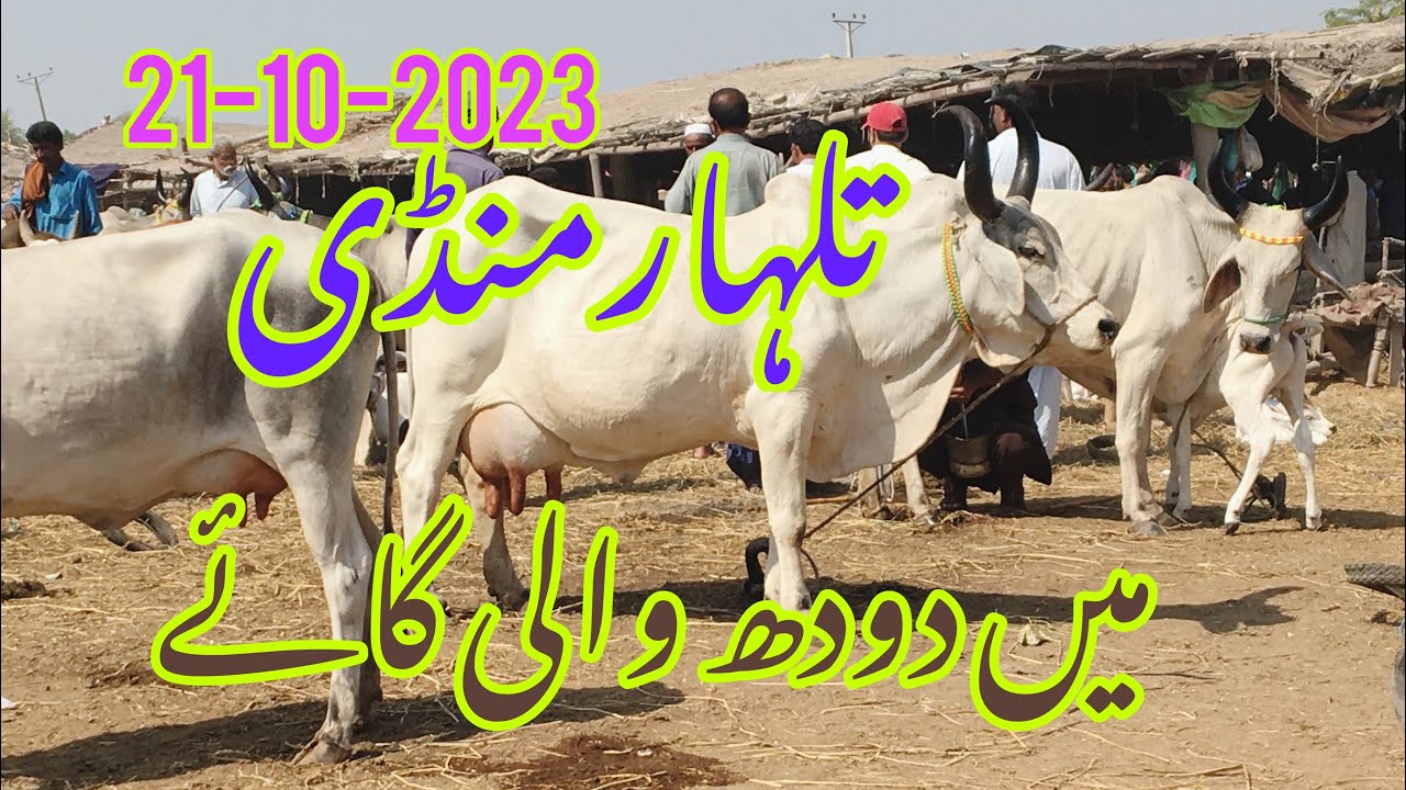Talhar Cow Mandi update||Kankrej cow|| Sindhi Cow Mandi today update||Sindhri Cow Mandi 2023