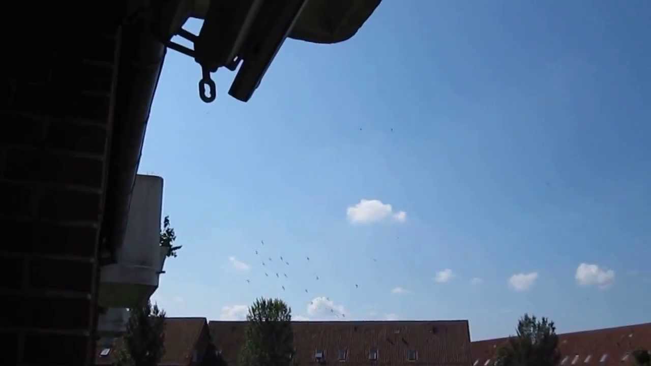 Screaming common swifts flying around in circles - Holstebro, Denmark