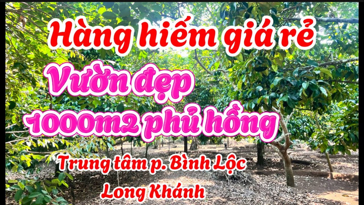 Hàng hiếm giá rê. Vườn trái cây Long Khánh. Ngay trung tâm phường Bình Lộc . 1 sào phủ hồng toàn bộ.