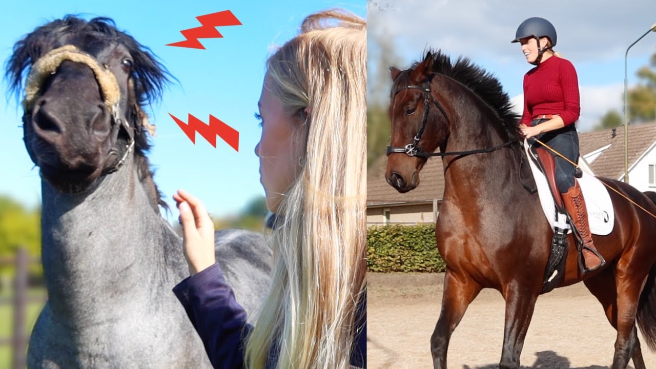 Gevaarlijke hengst en moeilijk rijden met dressuurpaard!