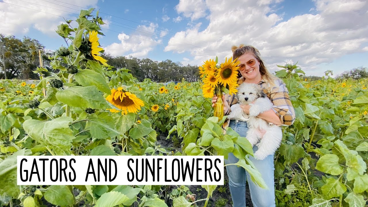 Gators in the Wild and Sunflower Picking! | Things to do in Orlando | A Day in the Life