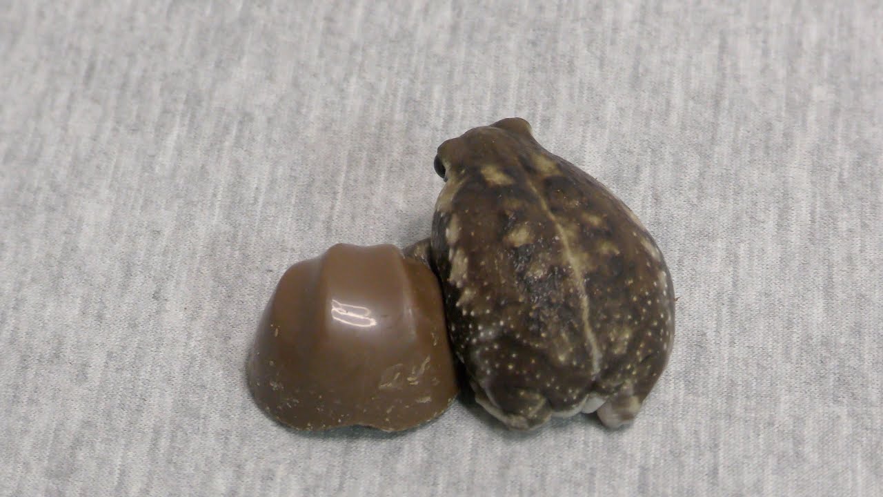 チョコレートに寄り添うアメフクラガエルが可愛すぎる。rain Frog which nestles close to chocolate