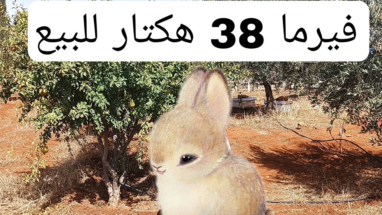 فيرما كبيرة للبيع تقريبا 38 هكتار  بها زيتون بئر ممتازة 0679444657 جمال وسيط