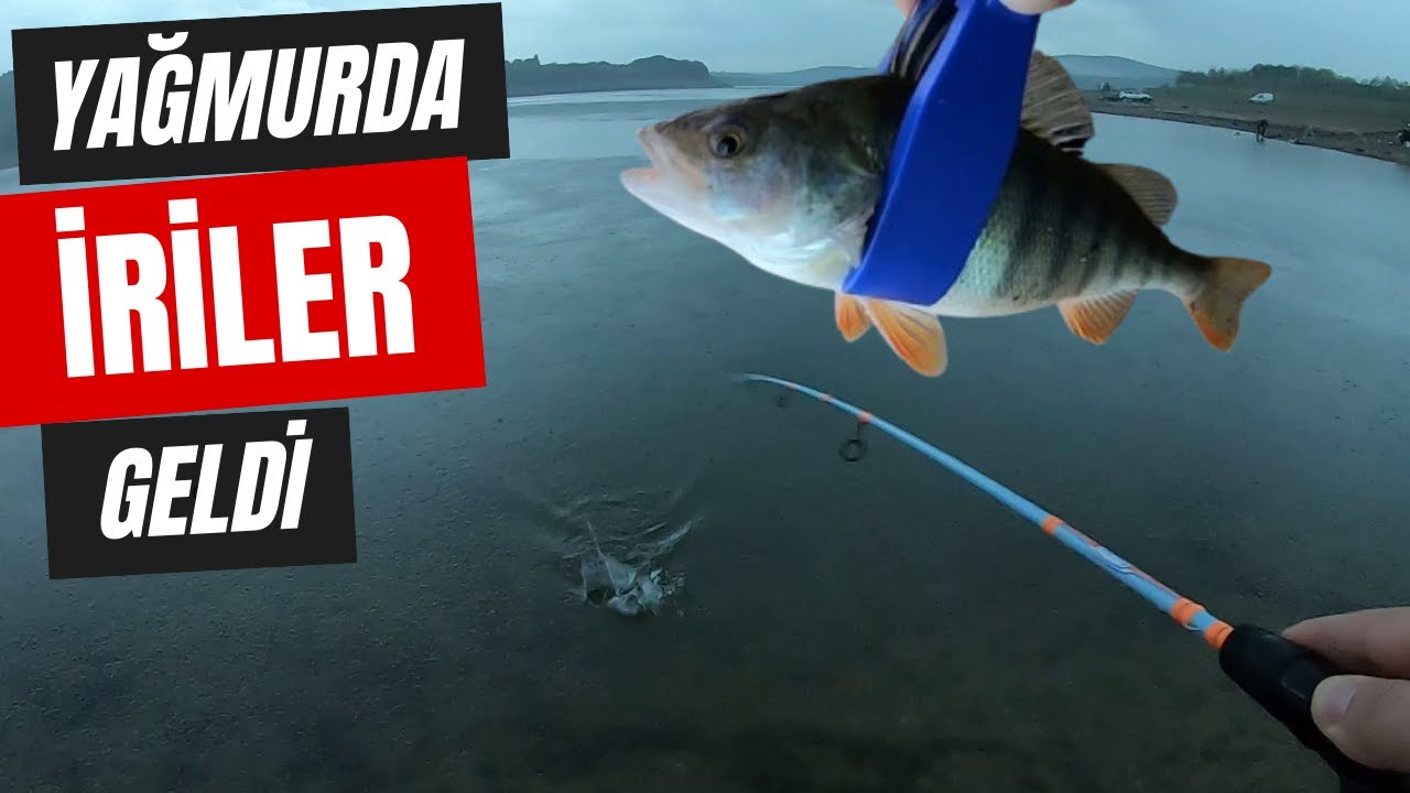 Ömerli Barajında Yağmurlu Havada Tatlı Su Levreği Avı | İri Levrekler, Kaçan Turnalar
