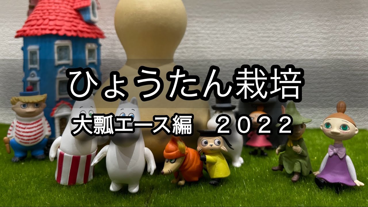 【ひょうたん栽培】大瓢エース編 2022