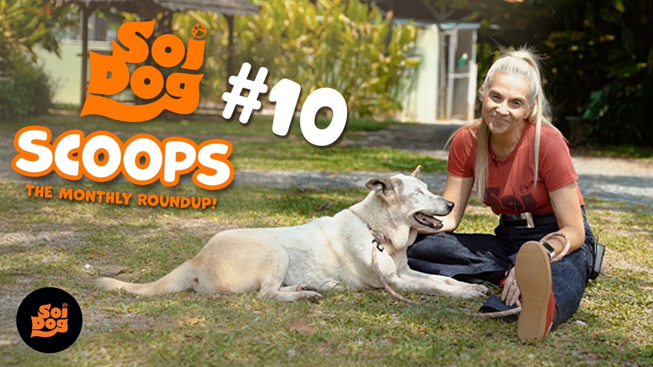 Soi Dog Scoops | February 2025 news roundup
