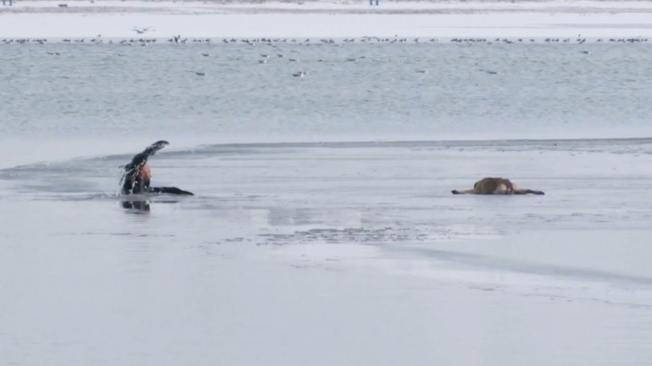 Puppy rescued from frozen lake in Turkey after getting stuck in ice