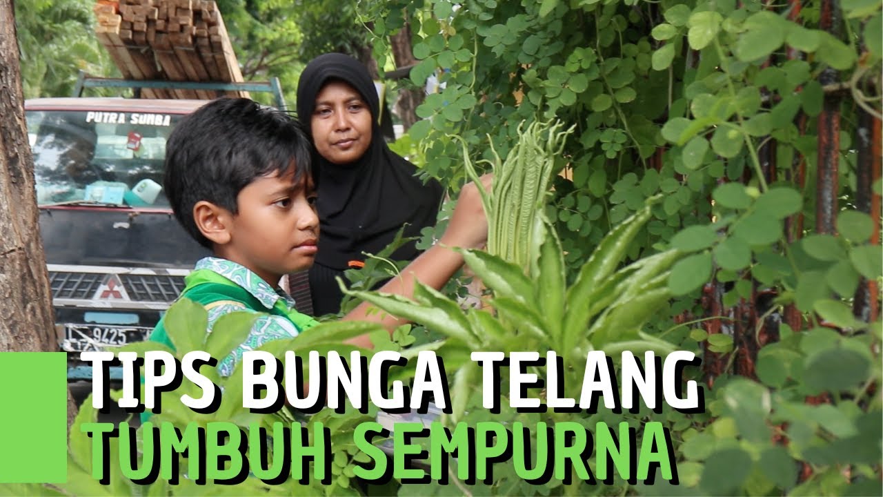 Berbekal Internet untuk Belajar Cara Simpel Budidaya Bunga Telang dengan Sempurna