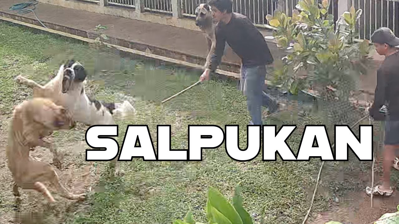 Salpukan I Ang Agawan sa Pagiging Alpha nina Lapu-lapu at Kim