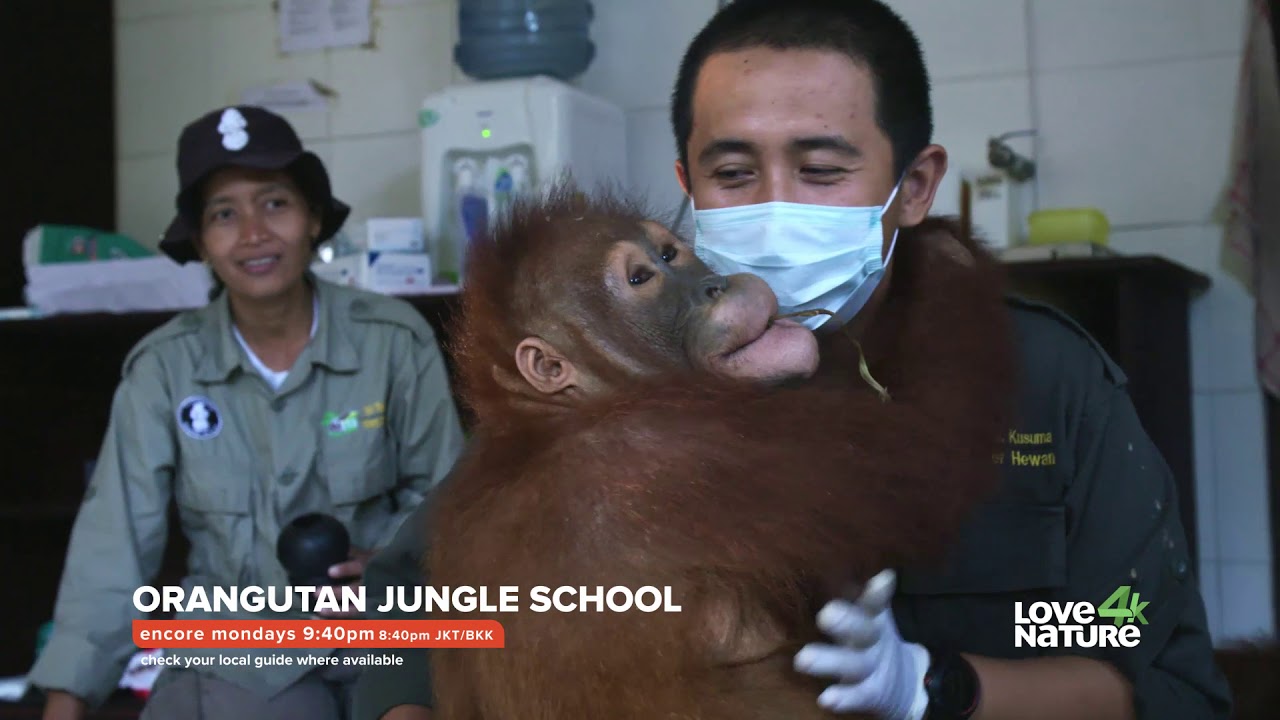Orangutan Jungle School Program in First Media