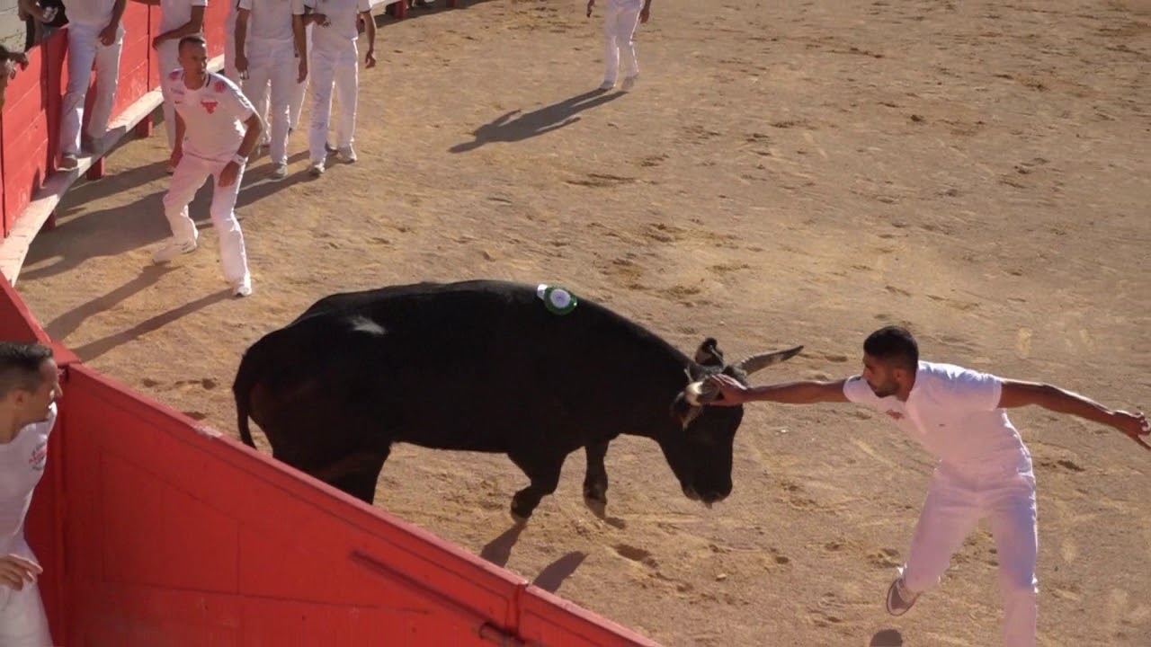 Epervier cuillé à Nimes