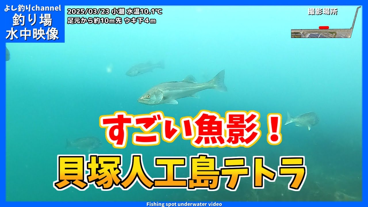 【すごい魚影】この時期に魚が集まってるだと…！？ 大阪の釣り場  貝塚人工島テトラ  2025年3月 春の水中映像  No.417