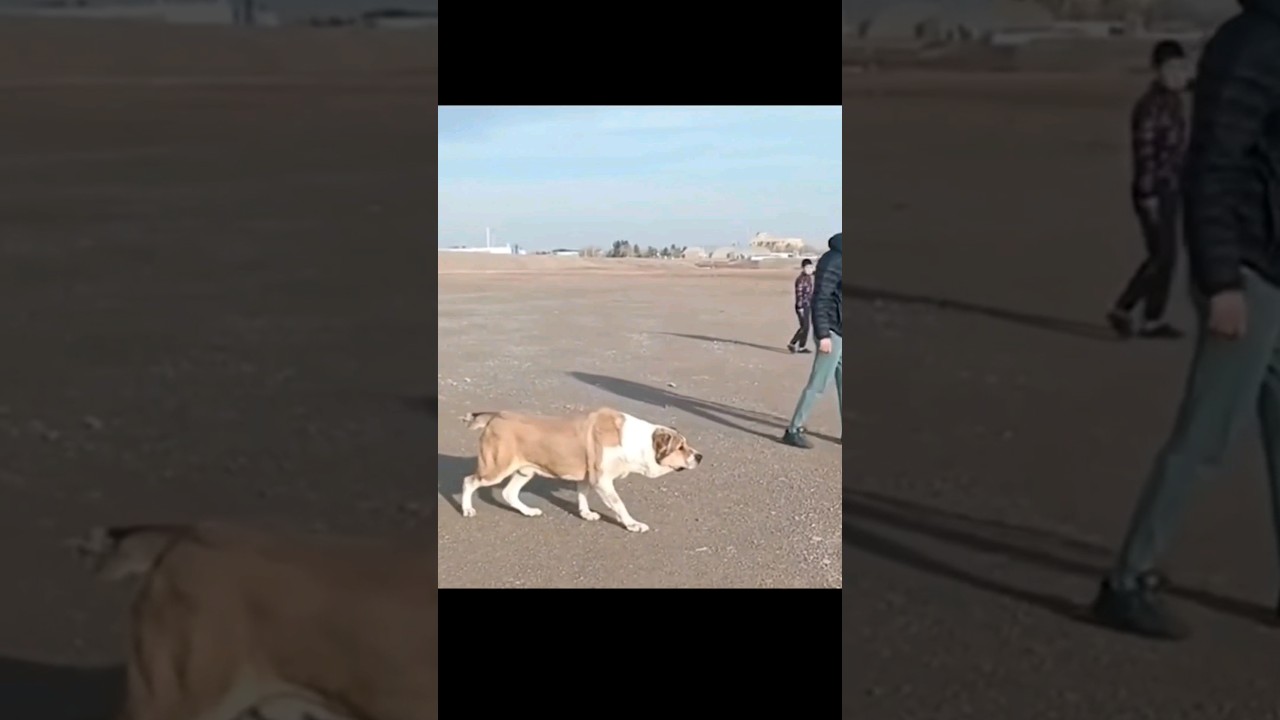 Есть желающие ⚡⚔️ | Alabay dog #alabay #тикток #алабай #волкодав #kangal #shortvideo #pitbull