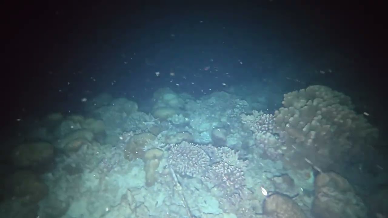 Поездка на остров Ellaidhoo.