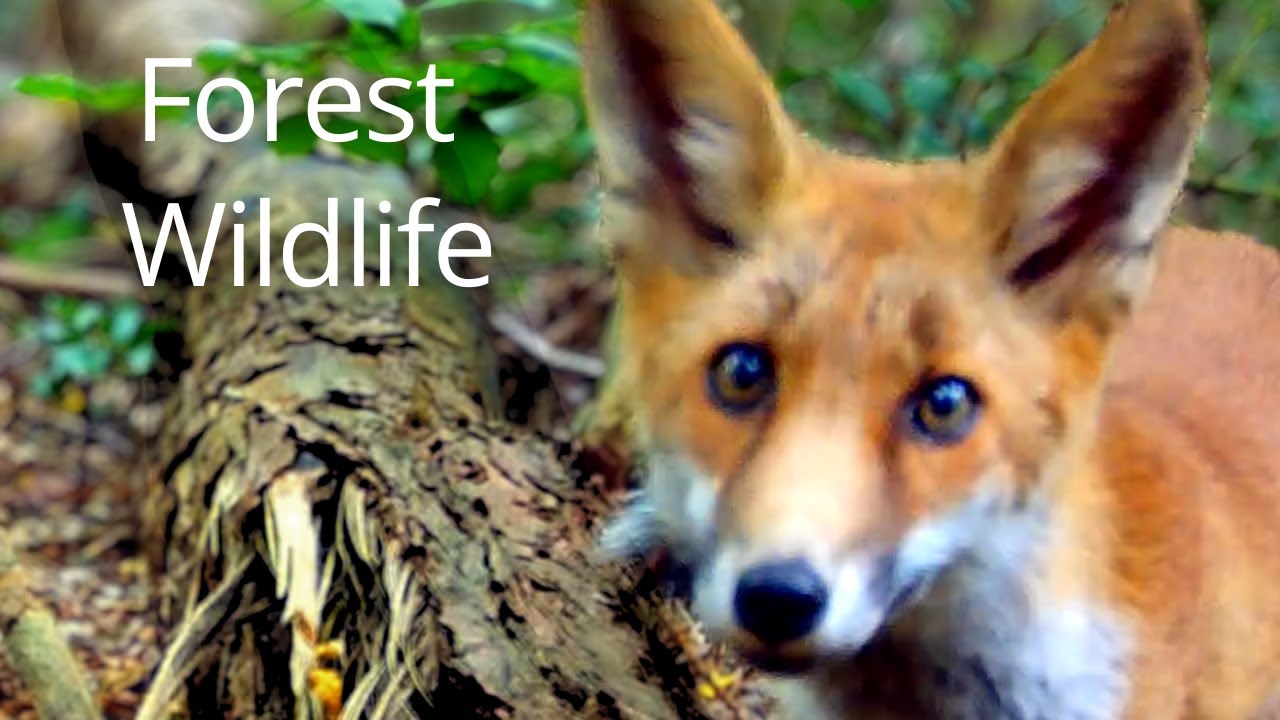 Forest of Foxes and other Wildlife // Nature sounds only