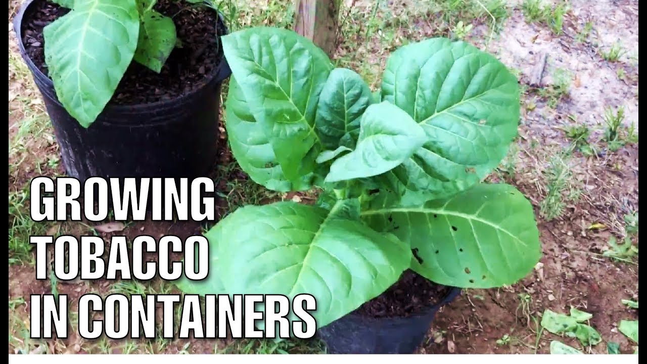 Growing Tobacco in Containers