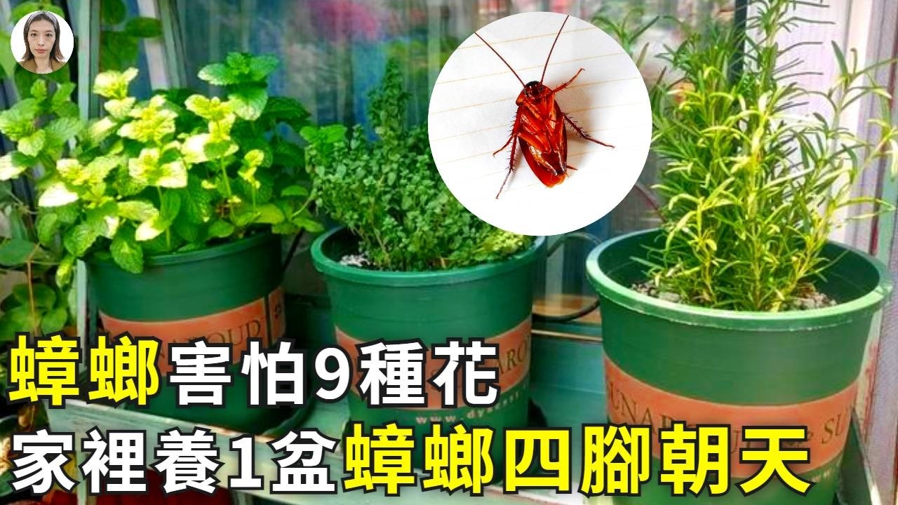 蟑螂最怕這9種花！家裡養1盆，當天腿翹天，連甲醛和廢氣都躲不掉！|花花世界