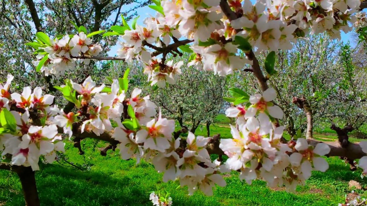 floraison amandier la lieutenante avant projet
