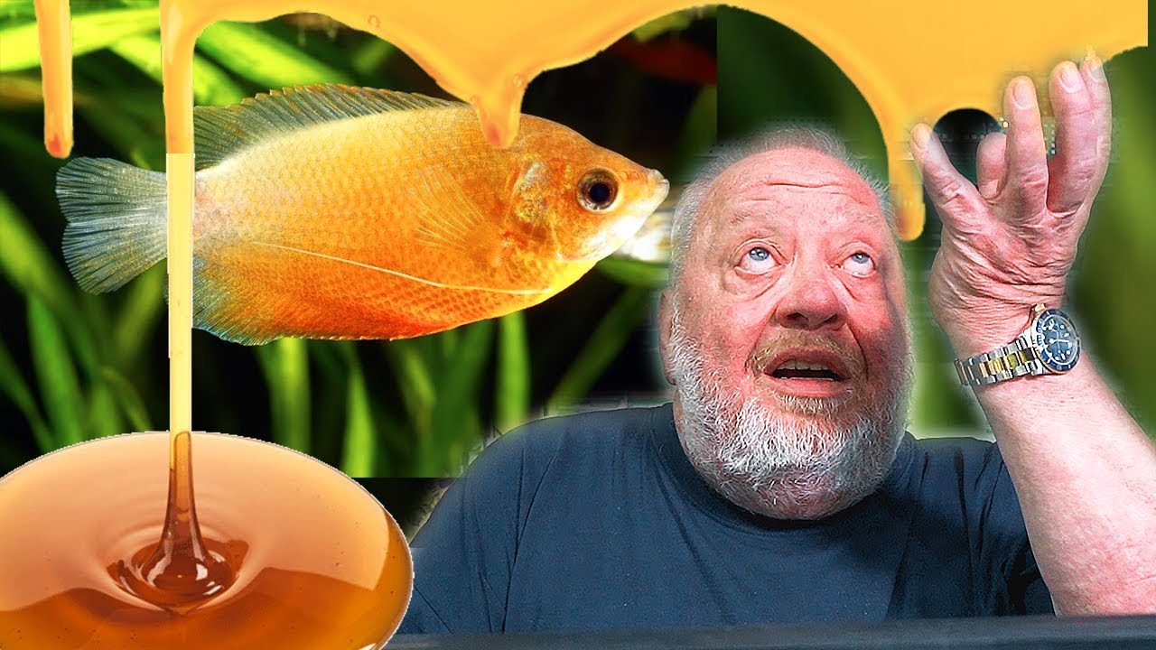 HONIGGURAMI | FISCHENZYKLOPÄDIE | Zoo Zajac