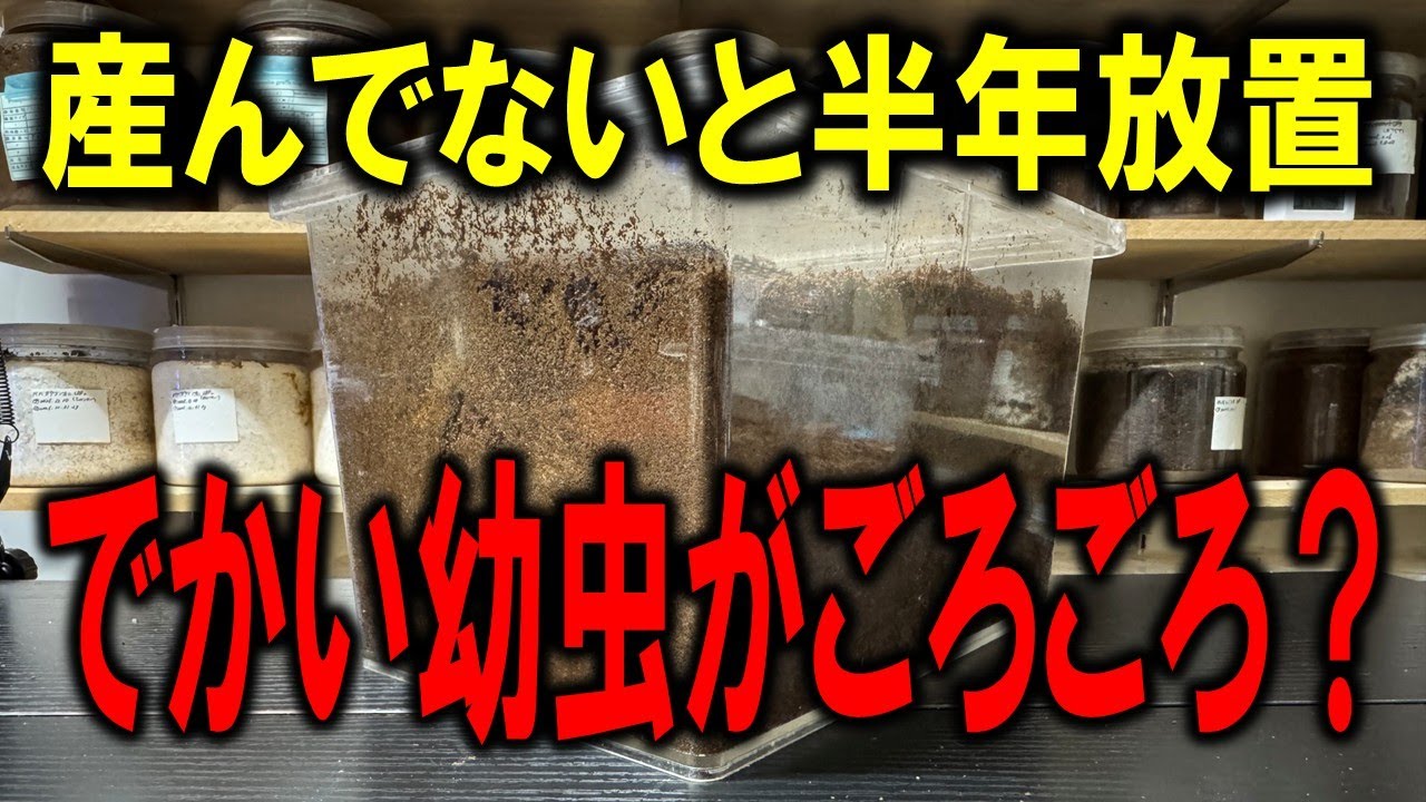 半年間放置していたクワガタの産卵ケースからでか幼虫が！