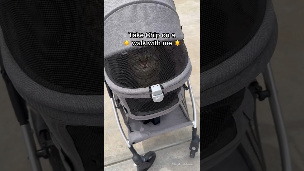 How to walk a CAT in a stroller 😂 #shorts
