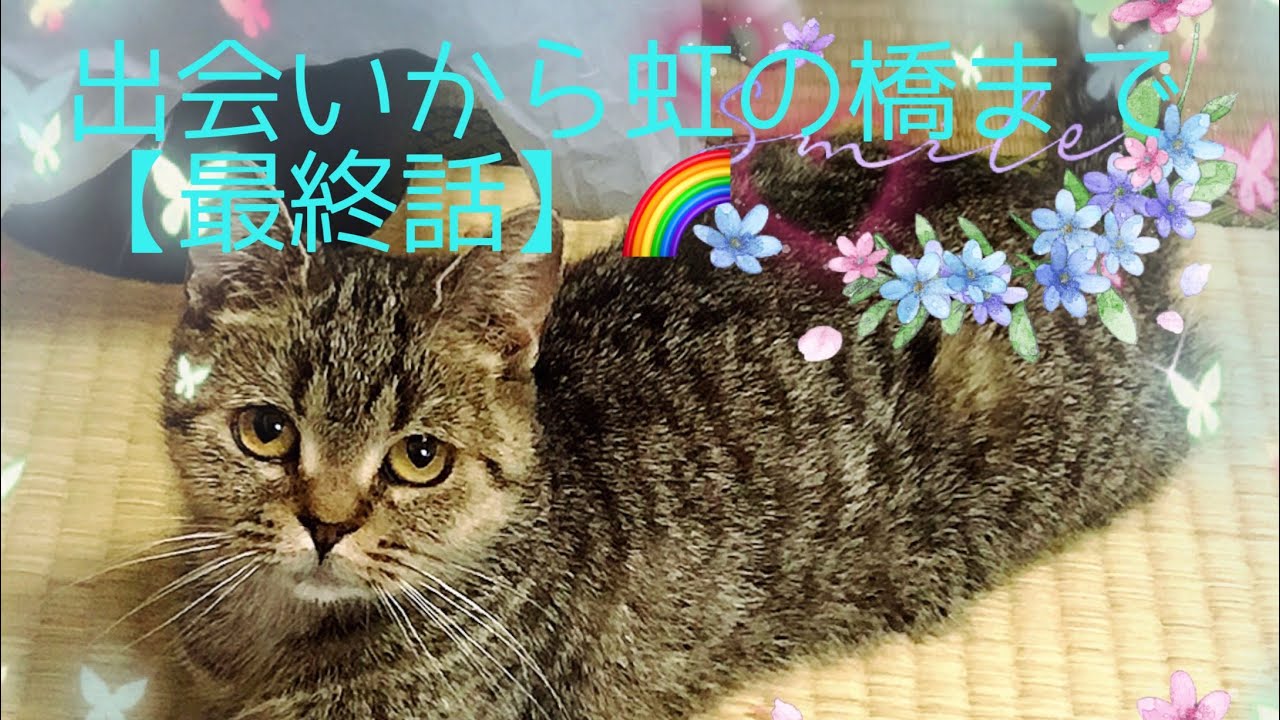 出会いから虹の橋まで【最終話】🌈