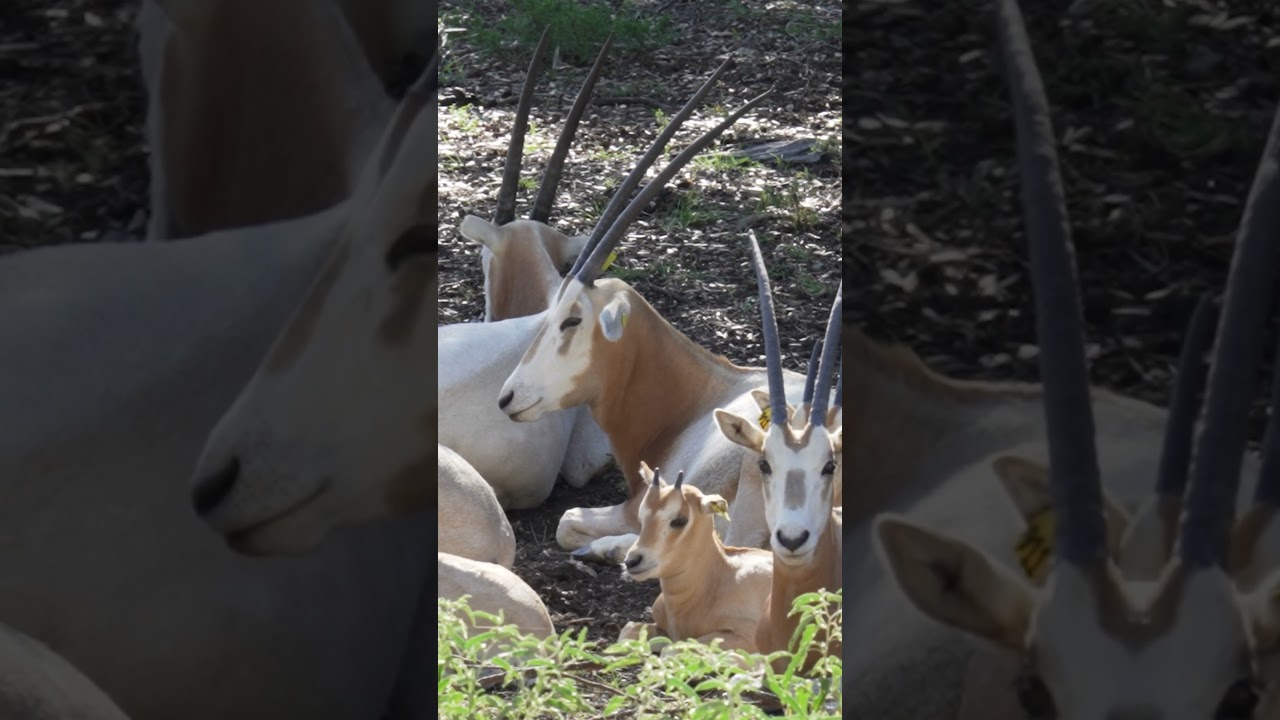 The scimitar-horned oryx was once listed as 
