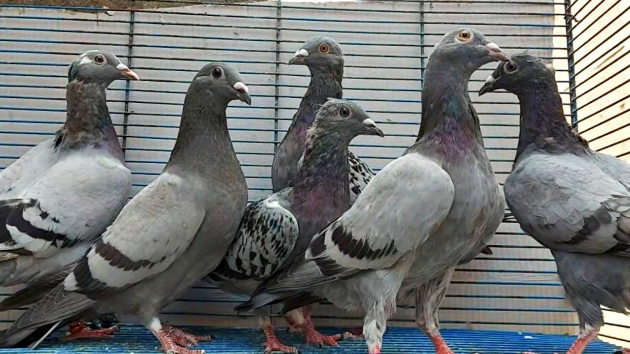 ازاي تبدأ تطير حمام من الصفر للاحتراف