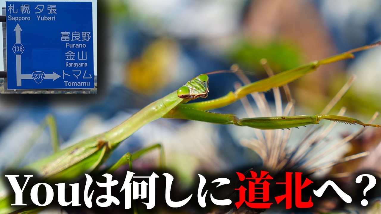 本来いるはずのないカマキリがどんどん北上してる