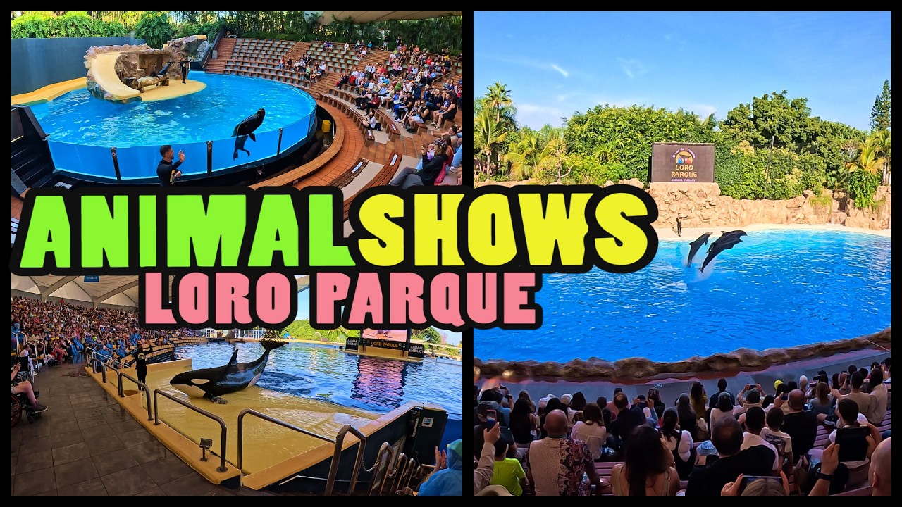 Loro Parque: ANIMAL SHOWS - Puerto de la Cruz - Tenerife (4k)