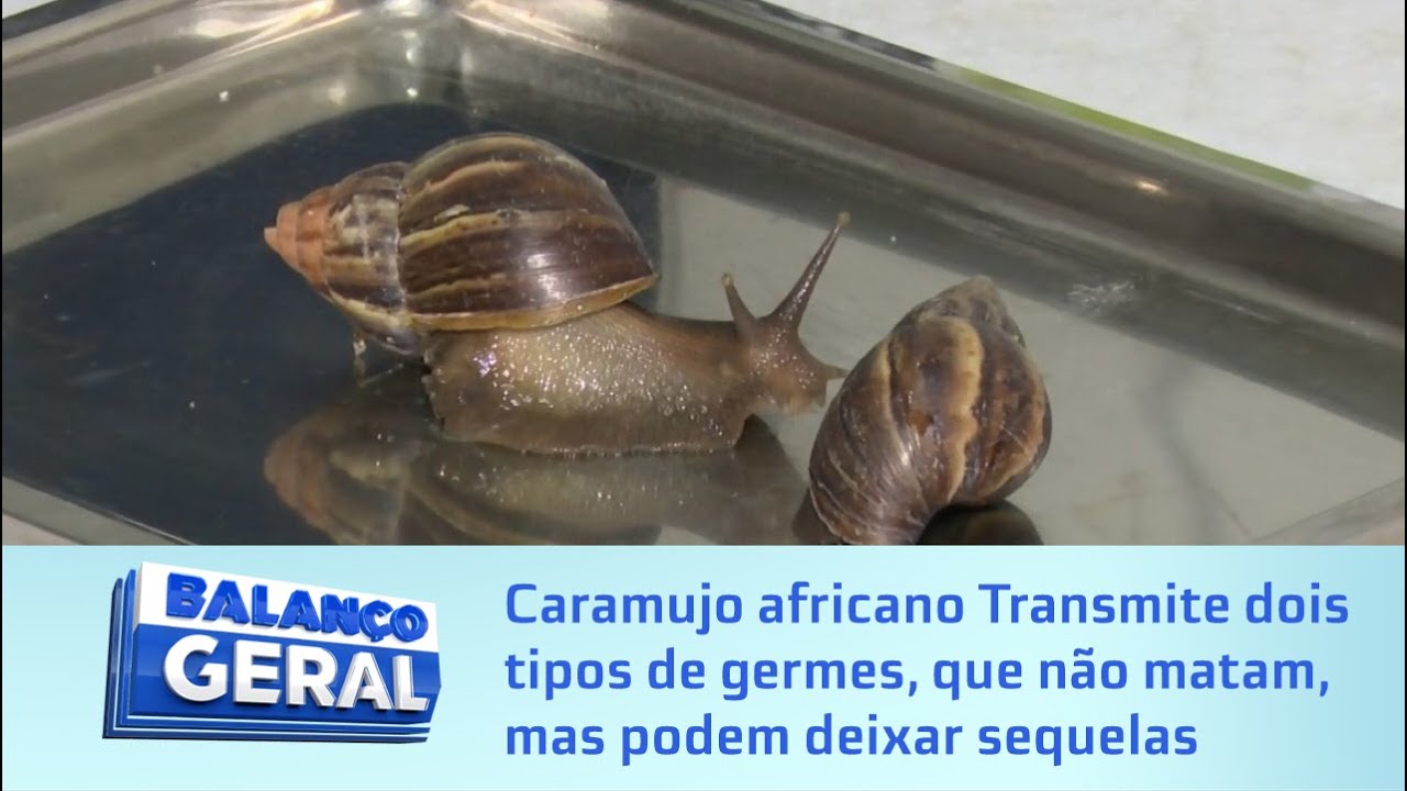 Caramujo africano: Transmite dois tipos de germes, que não matam, mas podem deixar sequelas