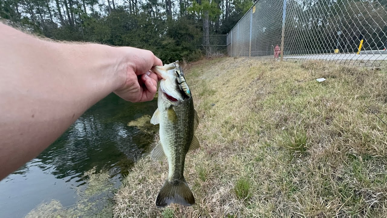 Micro swimbait pond hopping! #fishing #bassfishing #hookset #fypシ 