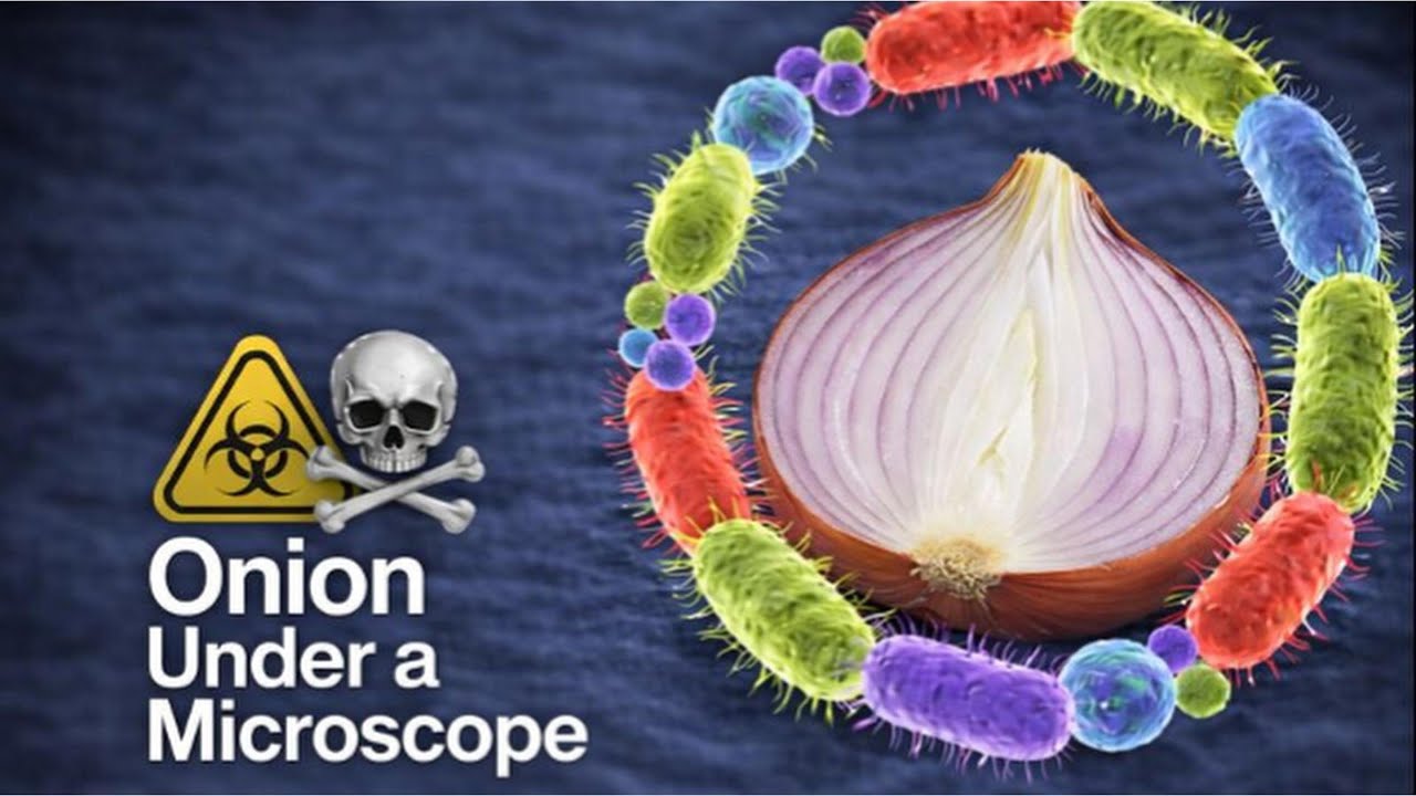 I Was Shocked When I Explored Onion Under the Microscope