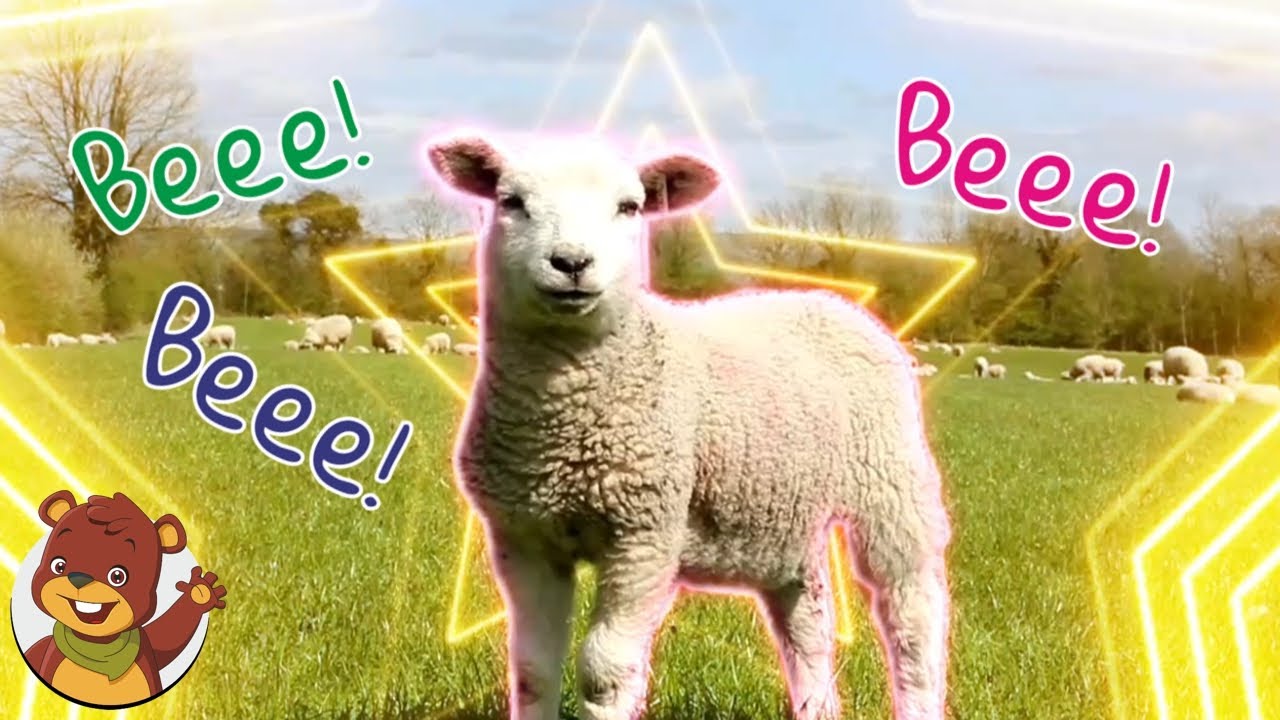 Bee, bee, bee owieczka mała | Miś Tami TV | Piosenki dla dzieci
