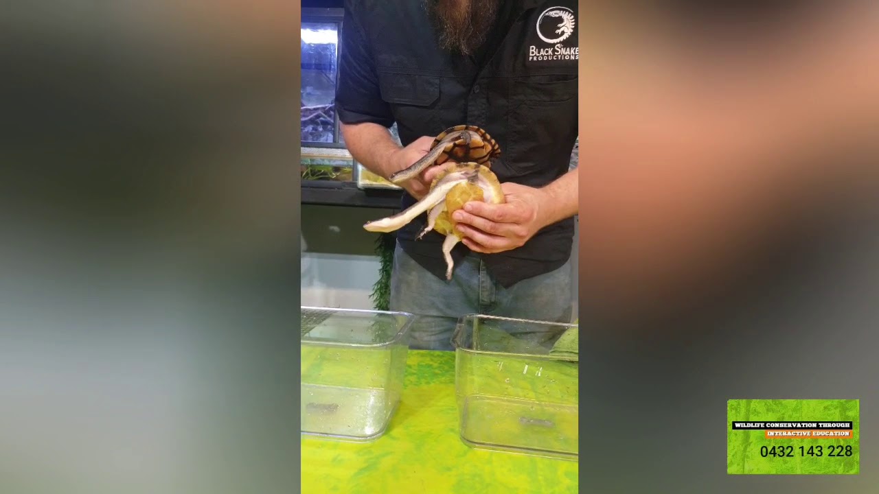 Broad shell turtles