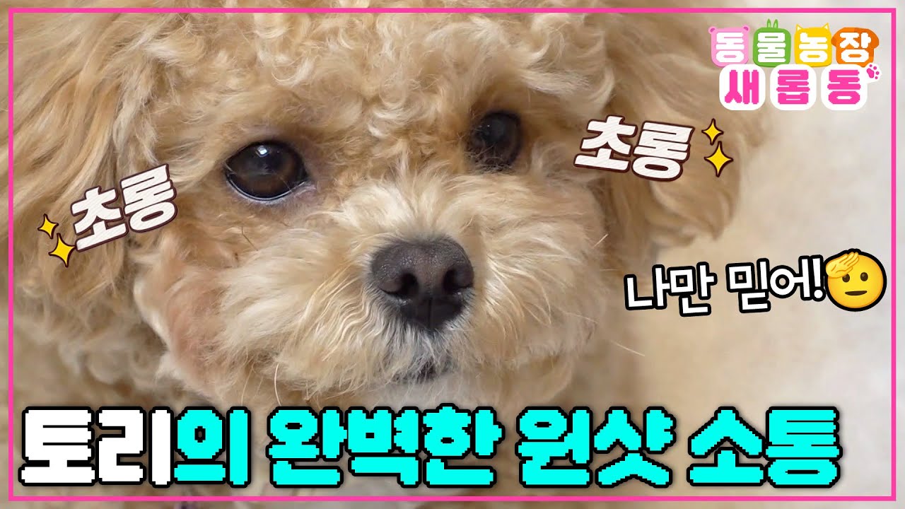 [#새롭동물농장] 척하면 척! 개인기만 무려 40가지 이상👍 환상의 궁합을 자랑하는 한솔 씨와 천재견 토리🐶 / EP.1217 #TV동물농장 #AnimalFarm #SBSstory