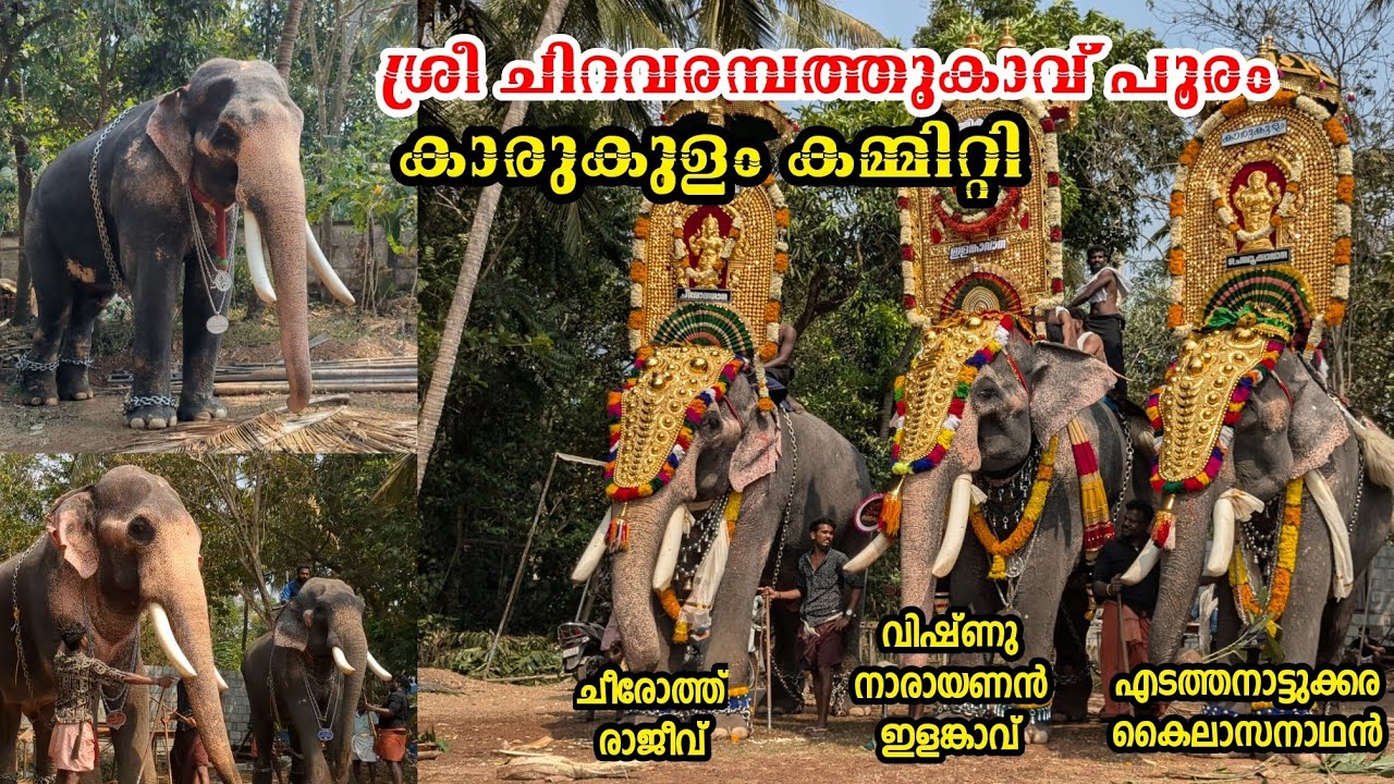 ഇത്തിത്താനം ചീരോത് രാജീവ്‌ ഇടത്താനാട്ടുക്കര ആന എഴുന്നള്ളുപ്പ് ARUVAYI POORAM 2025