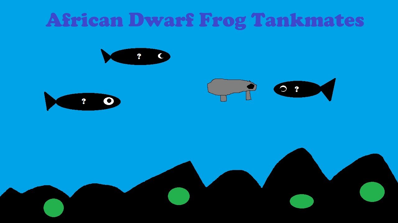 Top 10 Tankmates For African Dwarf Frogs