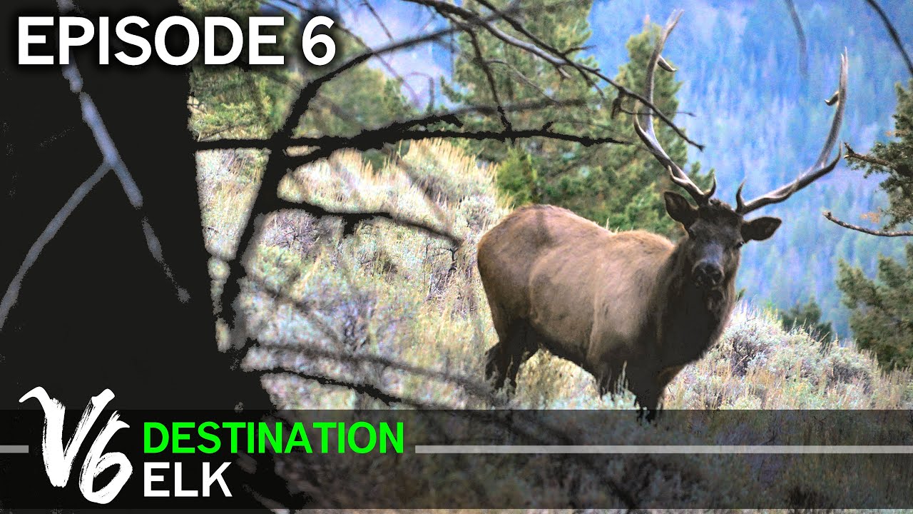 Можно ли быть слишком агрессивным? Эпизод 6 (Destination Elk V6)