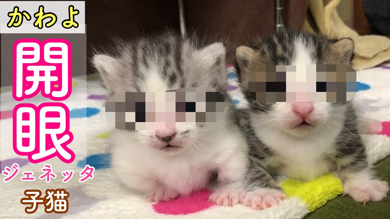目が開いた兄弟子猫が完全にキュンです