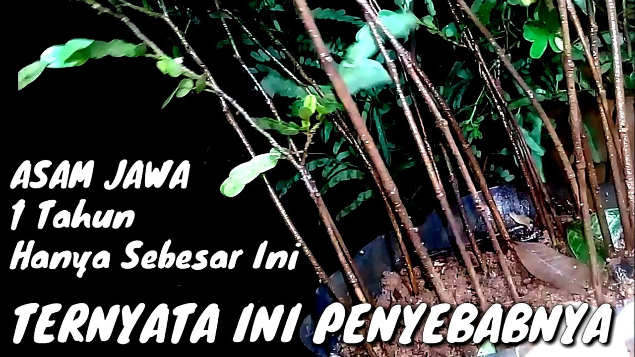 Tahap Membuat Bonsai Asam Jawa Hasil Semai Biji - Gerak Dasar Sederhana