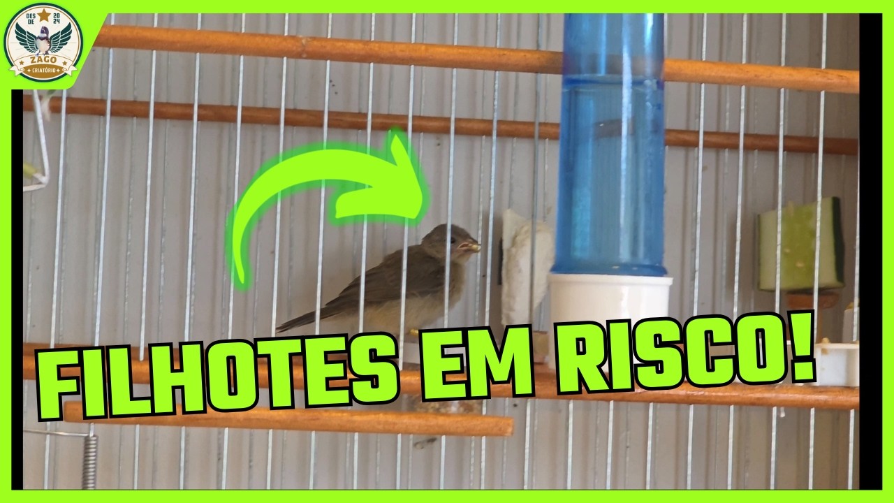 Como Ajudar a Fêmea no Início do Trato e Evitar a Morte dos Filhotes