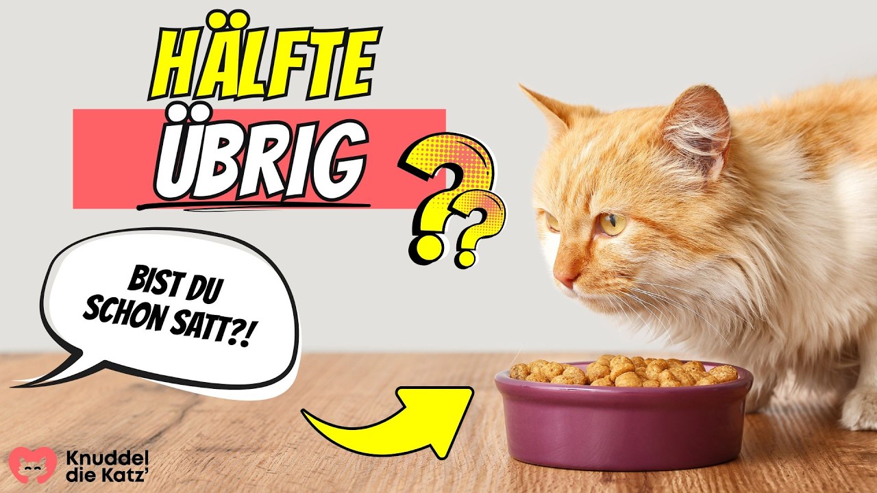DESHALB l&auml;sst deine Katze ihr halbes Futter stehen 😨