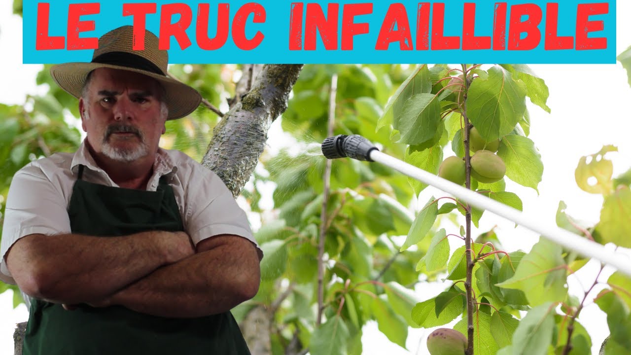 Comment éviter les erreurs courantes lors du traitement de vos arbres fruitiers?