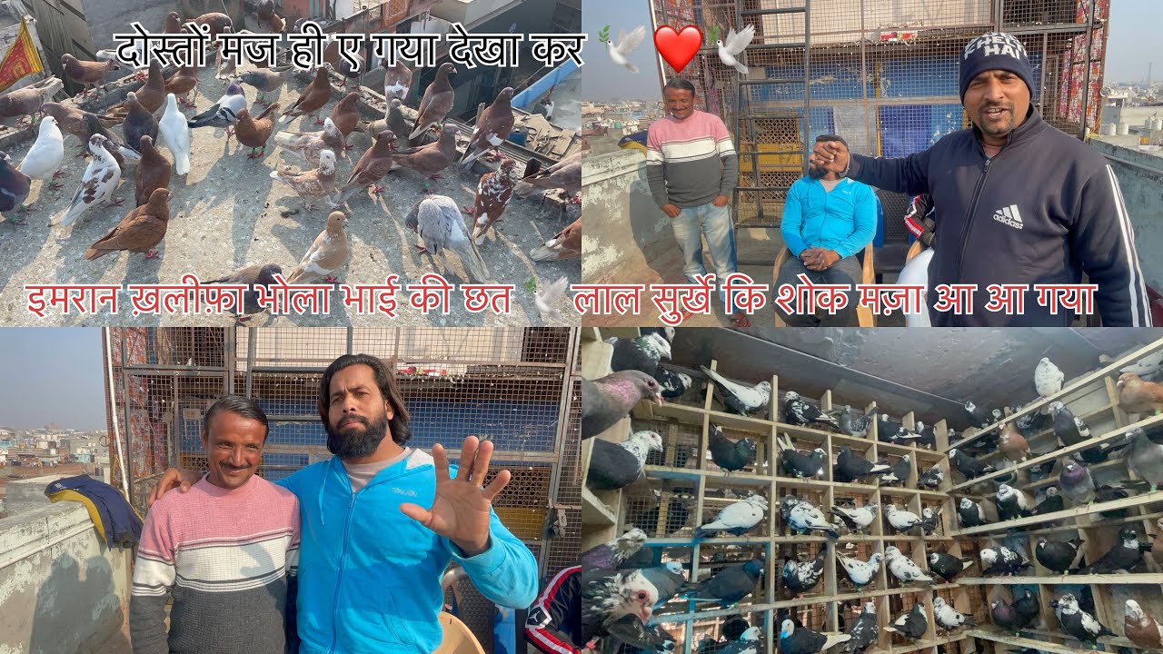 भाई का शोक देखा कर मज ए गया दोस्तों 🕊️❤️#trending#viralvideo #youtubevideo #kabutarandekabdetehain 